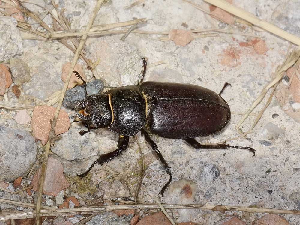 Lucanus cervus - Lucanidae